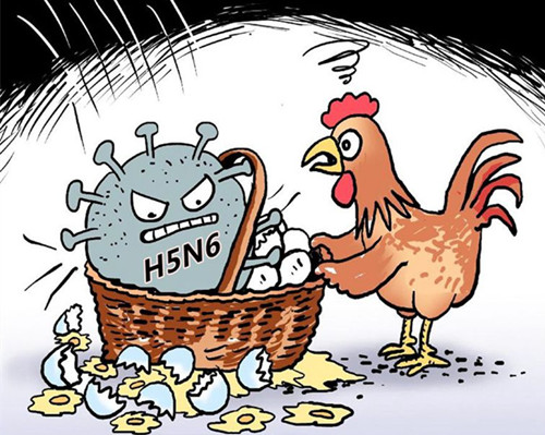 日本开发出禽流感病毒快速检测法