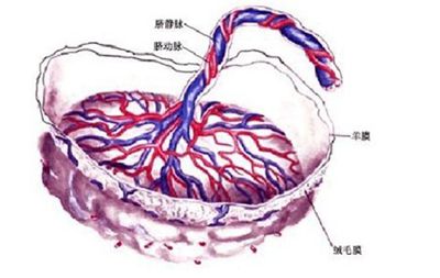 脐带间充质干细胞