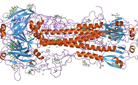 研究发现血凝素是人类流感传播的关键