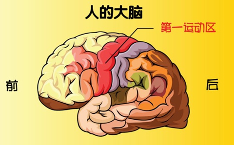 智利科学家发现大脑控制体重的原理