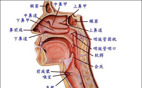 港大研究发现H5N1禽流感病毒可感染人类上呼吸道