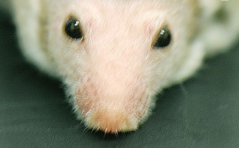 日科学家发现鼠脑萎缩的“序曲”